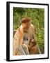 Female Proboscis Monkey (Nasalis Larvatus) in Tree-Louise Murray-Framed Photographic Print