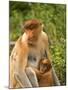 Female Proboscis Monkey (Nasalis Larvatus) in Tree-Louise Murray-Mounted Photographic Print