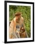 Female Proboscis Monkey (Nasalis Larvatus) in Tree-Louise Murray-Framed Photographic Print