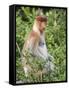 Female Proboscis Monkey (Nasalis Larvatus)-Louise Murray-Framed Stretched Canvas