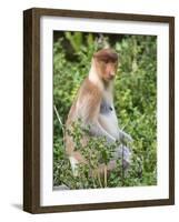 Female Proboscis Monkey (Nasalis Larvatus)-Louise Murray-Framed Photographic Print