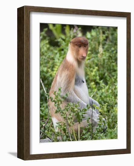 Female Proboscis Monkey (Nasalis Larvatus)-Louise Murray-Framed Photographic Print