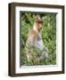 Female Proboscis Monkey (Nasalis Larvatus)-Louise Murray-Framed Photographic Print