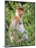 Female Proboscis Monkey (Nasalis Larvatus)-Louise Murray-Mounted Photographic Print