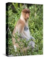 Female Proboscis Monkey (Nasalis Larvatus)-Louise Murray-Stretched Canvas