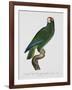 Female Puerto Rican Parrot-Jacques Barraband-Framed Giclee Print