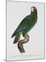 Female Puerto Rican Parrot-Jacques Barraband-Mounted Giclee Print