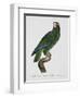 Female Puerto Rican Parrot-Jacques Barraband-Framed Giclee Print