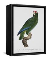 Female Puerto Rican Parrot-Jacques Barraband-Framed Stretched Canvas