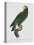 Female Puerto Rican Parrot-Jacques Barraband-Stretched Canvas