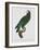 Female Puerto Rican Parrot-Jacques Barraband-Framed Giclee Print