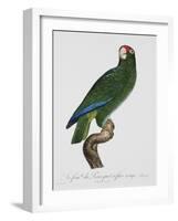 Female Puerto Rican Parrot-Jacques Barraband-Framed Giclee Print