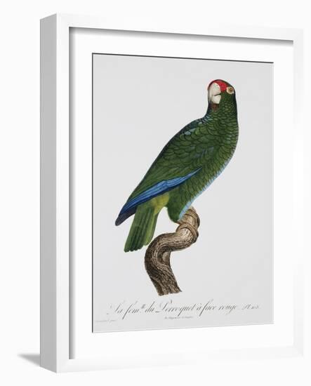 Female Puerto Rican Parrot-Jacques Barraband-Framed Giclee Print