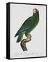 Female Puerto Rican Parrot-Jacques Barraband-Framed Stretched Canvas