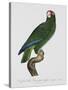 Female Puerto Rican Parrot-Jacques Barraband-Stretched Canvas