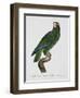 Female Puerto Rican Parrot-Jacques Barraband-Framed Premium Giclee Print