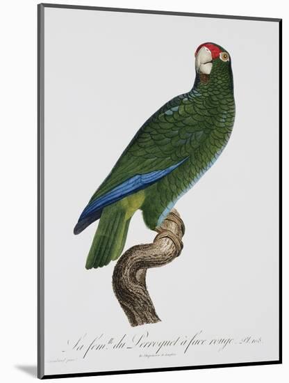 Female Puerto Rican Parrot-Jacques Barraband-Mounted Premium Giclee Print