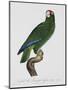 Female Puerto Rican Parrot-Jacques Barraband-Mounted Premium Giclee Print