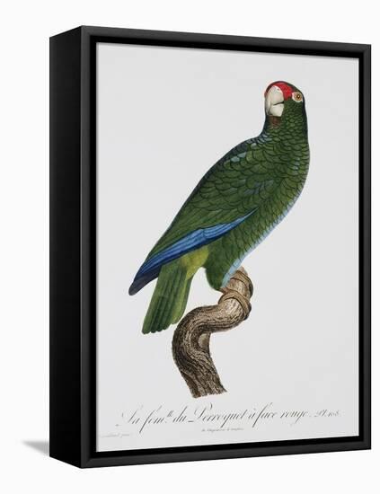 Female Puerto Rican Parrot-Jacques Barraband-Framed Stretched Canvas