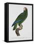 Female Puerto Rican Parrot-Jacques Barraband-Framed Stretched Canvas