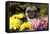 Female Pug in an Old Peach Basket with Chrysanthemums, Rockford, Illinois, USA-Lynn M^ Stone-Framed Stretched Canvas