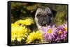 Female Pug in an Old Peach Basket with Chrysanthemums, Rockford, Illinois, USA-Lynn M^ Stone-Framed Stretched Canvas