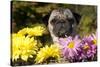 Female Pug in an Old Peach Basket with Chrysanthemums, Rockford, Illinois, USA-Lynn M^ Stone-Stretched Canvas