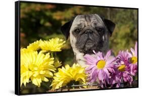 Female Pug in an Old Peach Basket with Chrysanthemums, Rockford, Illinois, USA-Lynn M^ Stone-Framed Stretched Canvas