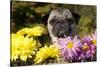 Female Pug in an Old Peach Basket with Chrysanthemums, Rockford, Illinois, USA-Lynn M^ Stone-Stretched Canvas