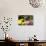 Female Pug in an Old Peach Basket with Chrysanthemums, Rockford, Illinois, USA-Lynn M^ Stone-Photographic Print displayed on a wall