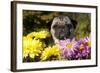 Female Pug in an Old Peach Basket with Chrysanthemums, Rockford, Illinois, USA-Lynn M^ Stone-Framed Photographic Print