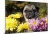 Female Pug in an Old Peach Basket with Chrysanthemums, Rockford, Illinois, USA-Lynn M^ Stone-Mounted Photographic Print