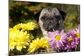 Female Pug in an Old Peach Basket with Chrysanthemums, Rockford, Illinois, USA-Lynn M^ Stone-Mounted Photographic Print