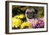 Female Pug in an Old Peach Basket with Chrysanthemums, Rockford, Illinois, USA-Lynn M^ Stone-Framed Photographic Print