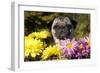 Female Pug in an Old Peach Basket with Chrysanthemums, Rockford, Illinois, USA-Lynn M^ Stone-Framed Photographic Print