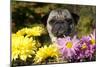 Female Pug in an Old Peach Basket with Chrysanthemums, Rockford, Illinois, USA-Lynn M^ Stone-Mounted Photographic Print