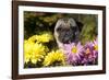 Female Pug in an Old Peach Basket with Chrysanthemums, Rockford, Illinois, USA-Lynn M^ Stone-Framed Photographic Print