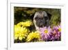 Female Pug in an Old Peach Basket with Chrysanthemums, Rockford, Illinois, USA-Lynn M^ Stone-Framed Photographic Print