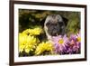 Female Pug in an Old Peach Basket with Chrysanthemums, Rockford, Illinois, USA-Lynn M^ Stone-Framed Photographic Print