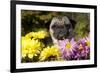 Female Pug in an Old Peach Basket with Chrysanthemums, Rockford, Illinois, USA-Lynn M^ Stone-Framed Photographic Print