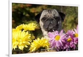 Female Pug in an Old Peach Basket with Chrysanthemums, Rockford, Illinois, USA-Lynn M^ Stone-Framed Photographic Print