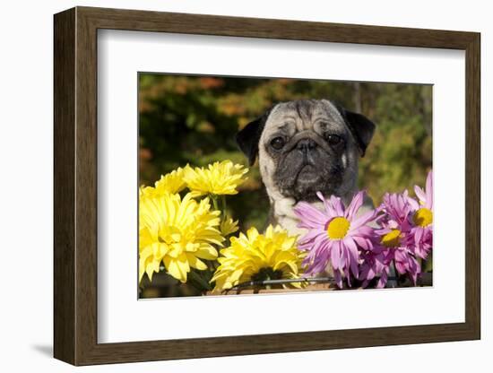 Female Pug in an Old Peach Basket with Chrysanthemums, Rockford, Illinois, USA-Lynn M^ Stone-Framed Photographic Print