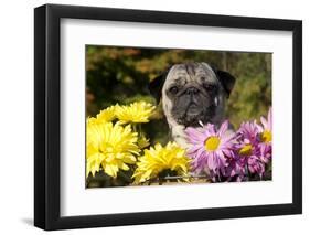 Female Pug in an Old Peach Basket with Chrysanthemums, Rockford, Illinois, USA-Lynn M^ Stone-Framed Photographic Print