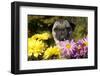 Female Pug in an Old Peach Basket with Chrysanthemums, Rockford, Illinois, USA-Lynn M^ Stone-Framed Photographic Print