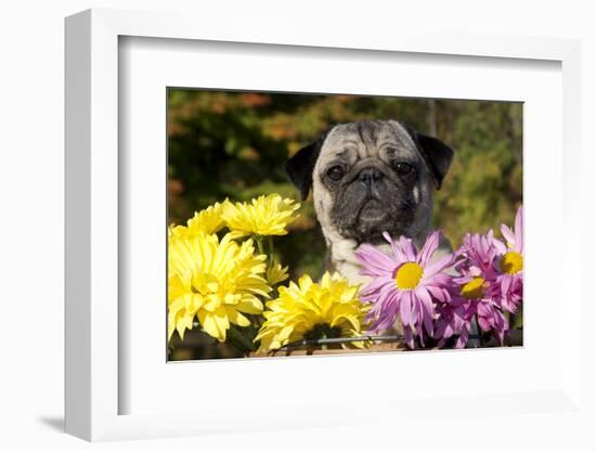 Female Pug in an Old Peach Basket with Chrysanthemums, Rockford, Illinois, USA-Lynn M^ Stone-Framed Photographic Print