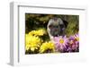 Female Pug in an Old Peach Basket with Chrysanthemums, Rockford, Illinois, USA-Lynn M^ Stone-Framed Photographic Print