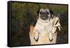 Female Pug in an Old Peach Basket with Indian Corn, Rockford, Illinois, USA-Lynn M^ Stone-Framed Stretched Canvas