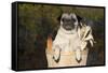 Female Pug in an Old Peach Basket with Indian Corn, Rockford, Illinois, USA-Lynn M^ Stone-Framed Stretched Canvas