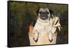 Female Pug in an Old Peach Basket with Indian Corn, Rockford, Illinois, USA-Lynn M^ Stone-Framed Stretched Canvas