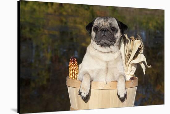 Female Pug in an Old Peach Basket with Indian Corn, Rockford, Illinois, USA-Lynn M^ Stone-Stretched Canvas